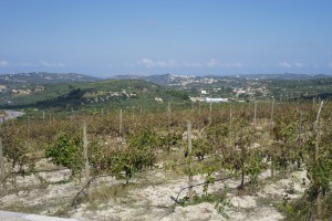 Domaine Paterianakis - die Weinberge