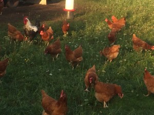So gut kann es einem Huhn ergehen