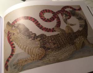 Maria Sybilla Merian (1647-1717) - Kaiman mit einer Korallenrotschlange