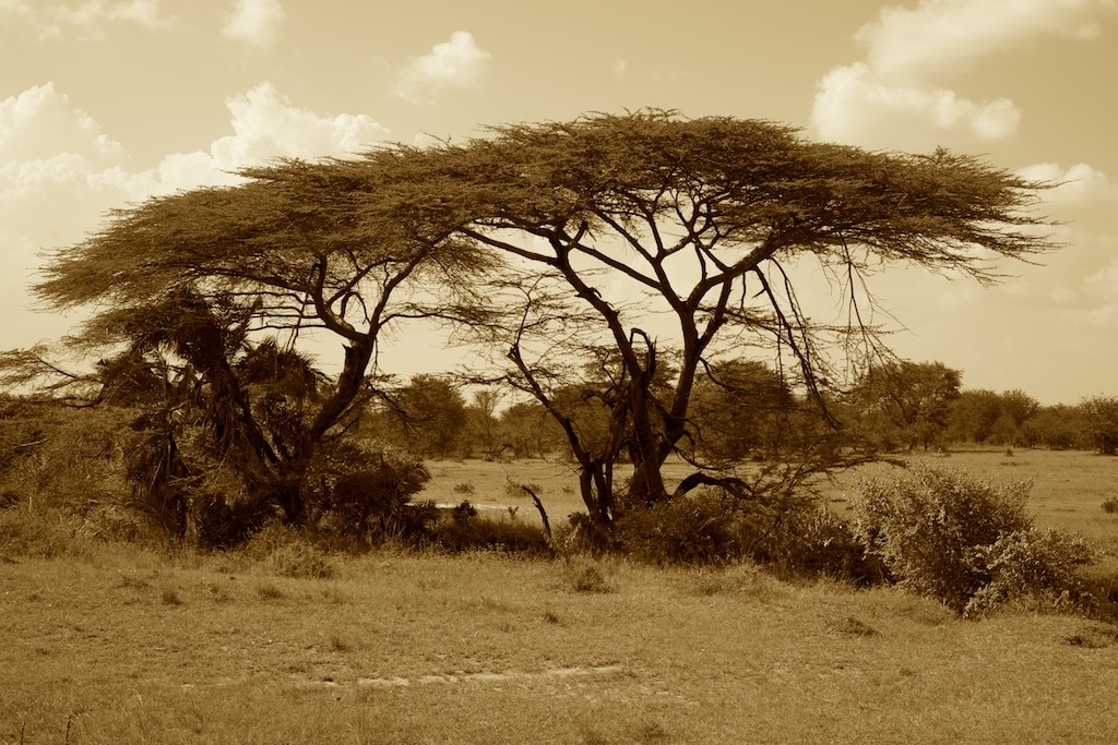 A wonderful umbrella acacia is mostly done by elephants eating the lower branches. 
